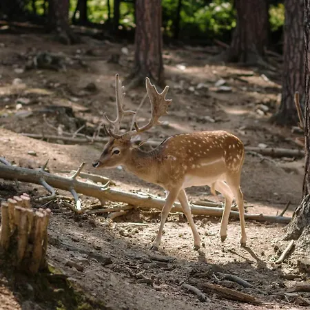 Eco Zdravetz Zar-Kalojan